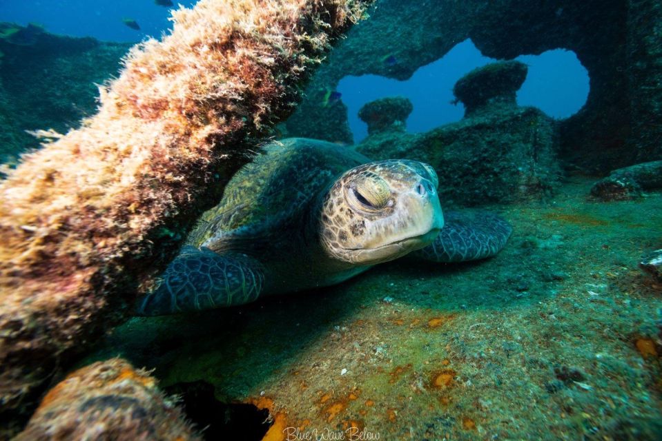 La Paz: Shipwreck Diving Experience - Additional Information