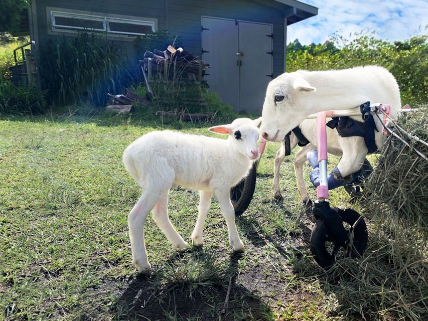 Laupahoehoe: Farm Animal Sanctuary Private Tour - Creature Rescue Stories