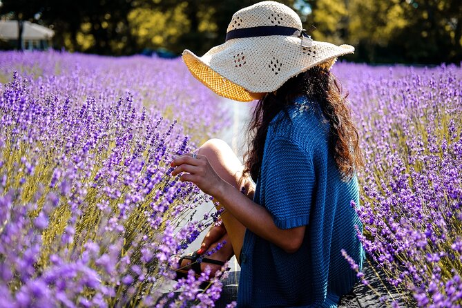 Lavender Route - Small-Group Day Trip From Avignon - Tour Highlights