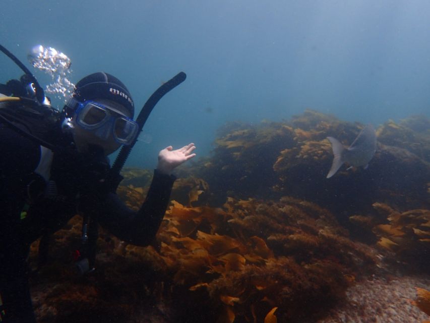 Leigh: Goat Island Guided Diving Tour for Certified Diver - Equipment Provided