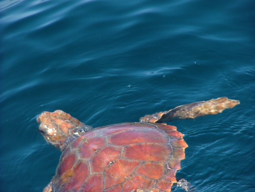 Lisbon: Dolphin Watching With Marine Biologist - Intimate and Non-Crowded Experience