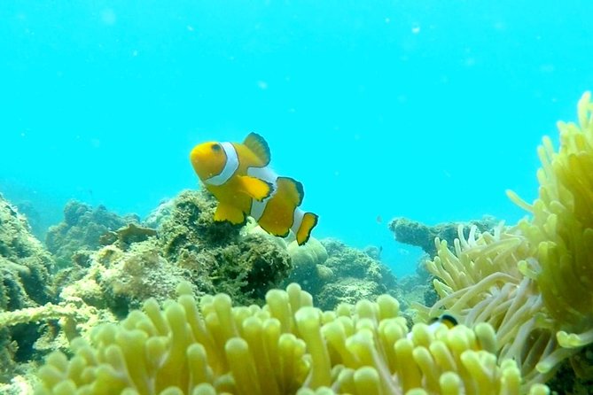 Local Reef Snorkelling and Deserted Beach - Additional Information