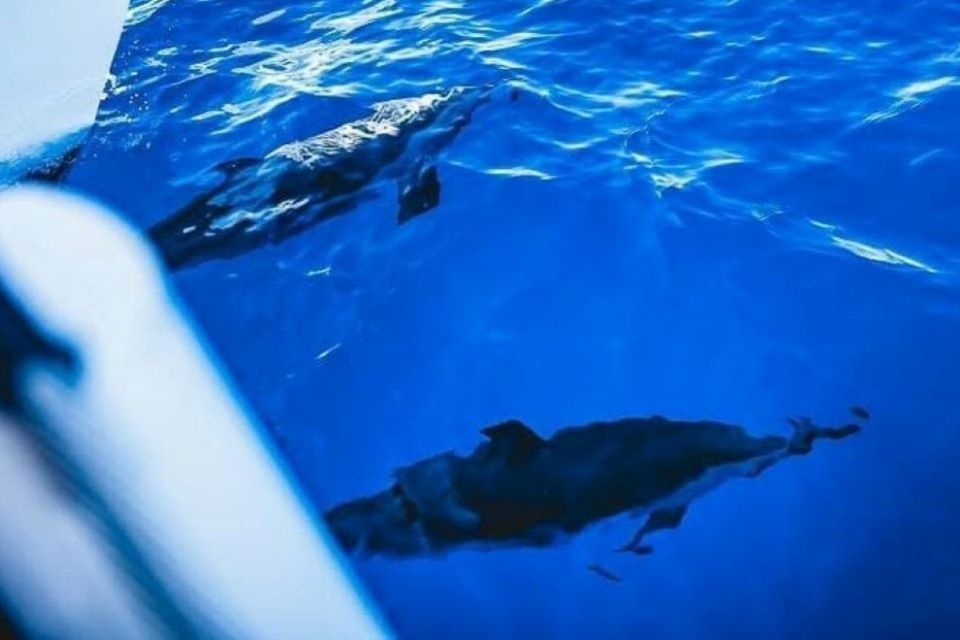 Maalaea: West Maui Snorkeling & Sailing Day Trip With Lunch - Encountering Marine Wildlife