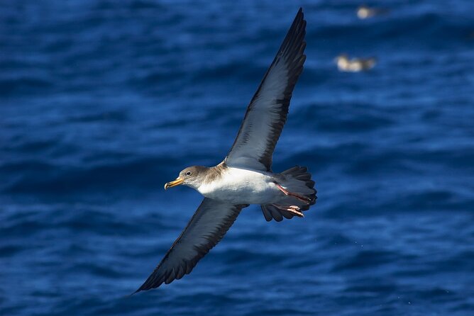 Madeira Dolphin & Whale Watching Tour - Confirmation and Accessibility Information
