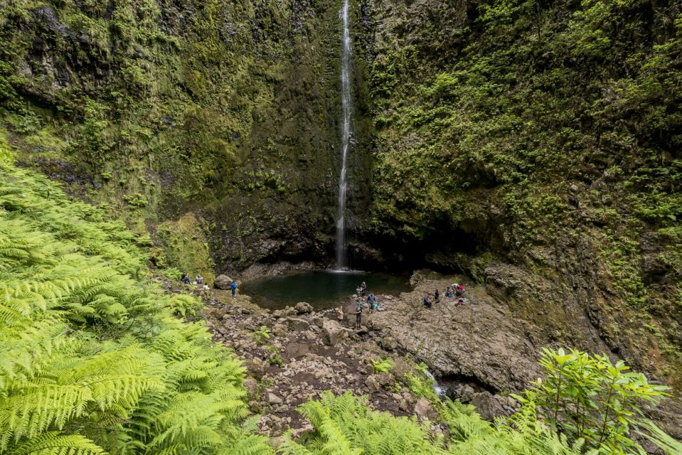 Madeira: Full-Day Laurel Forest Guided Walking Tour - Customer Reviews