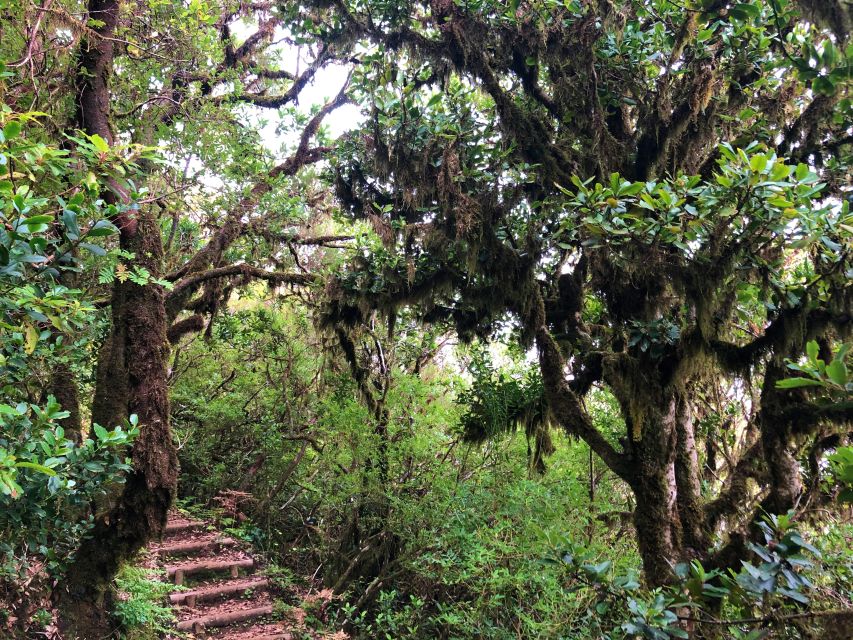 Madeira: Private Guided Vereda Do Fanal Walk PR13 - Exclusions