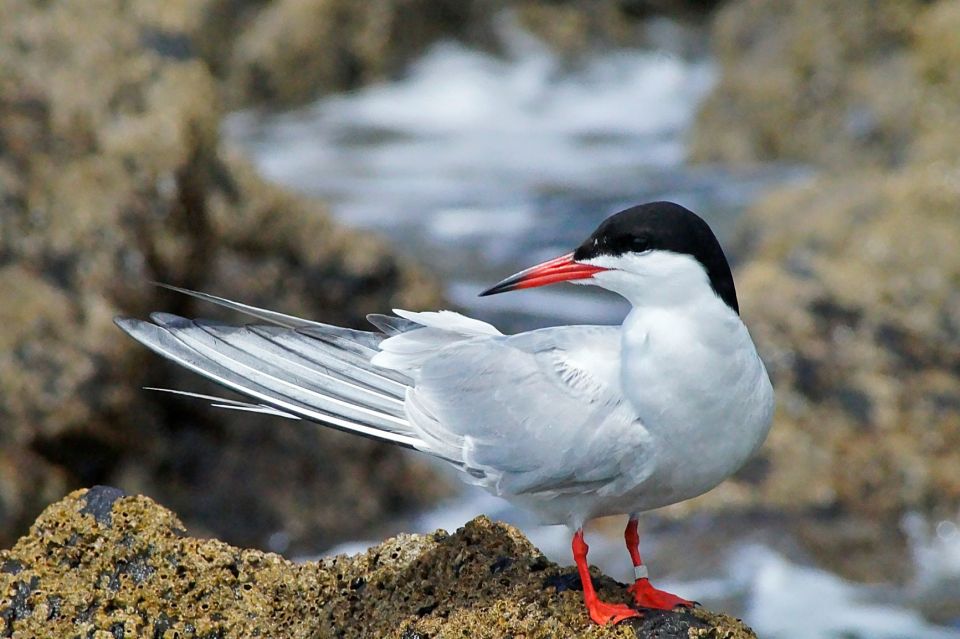 Madeira: Whale and Dolphin Watching Tour - Guided by Marine Biologists