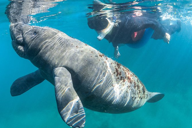 Manatee Swim Tour With in Water Photographer - Overall Visitor Experience