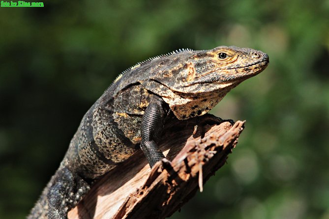 Manuel Antonio National Park Tour - Recommendations for Visitors