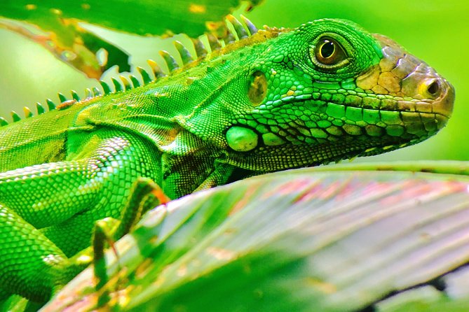 Manuel Antonio Park Tour and Its Amazing Wildlife and Beaches - Exploring Beautiful Beaches