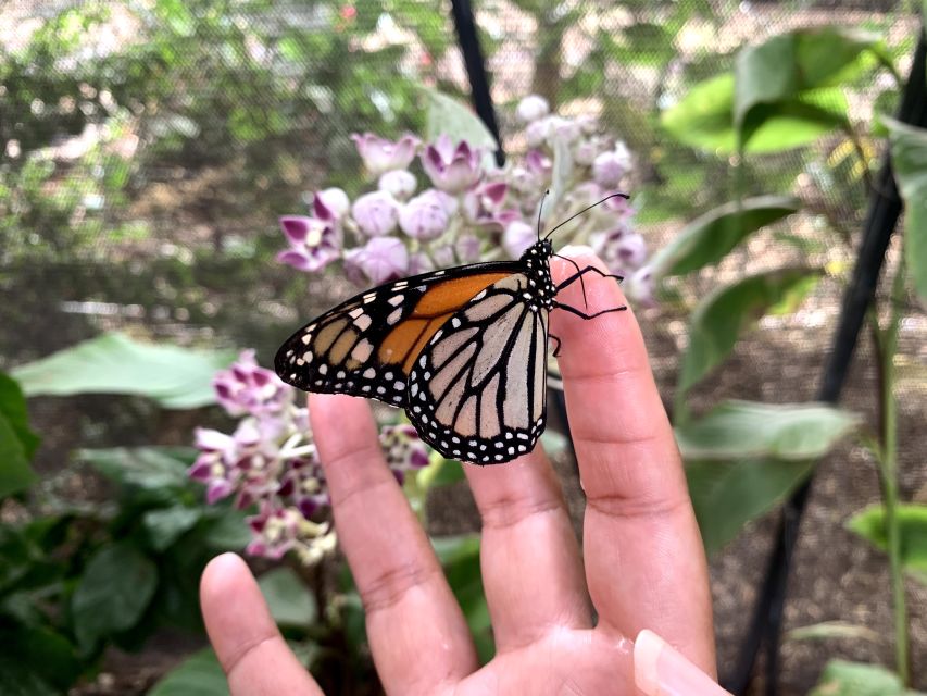 Maui: Interactive Butterfly Farm Entrance Ticket - Live Tour Guide and Language