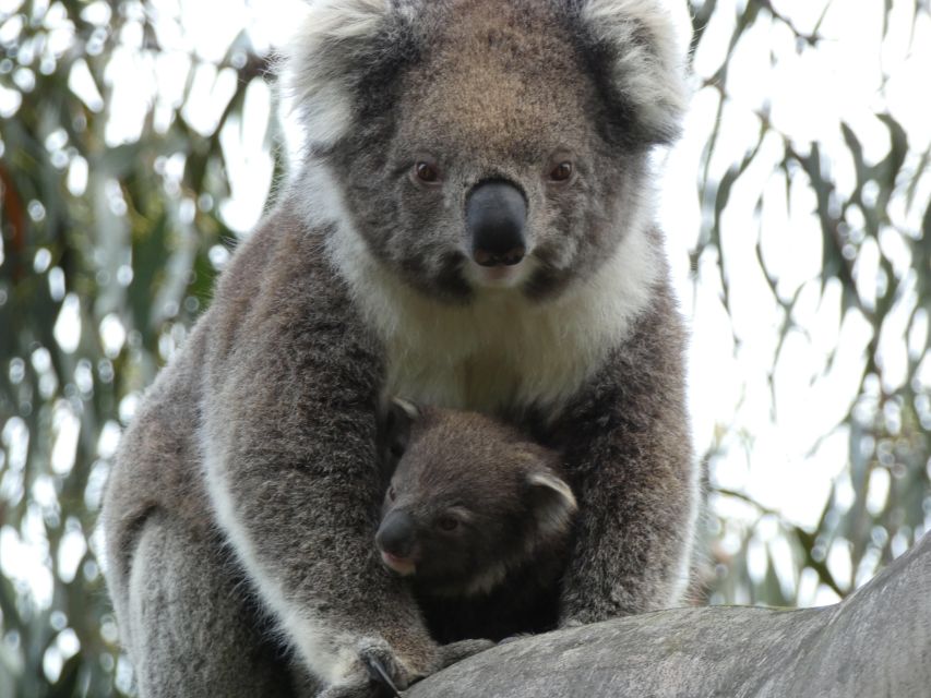 Melbourne: Great Ocean Road & Wildlife Tour for Backpackers - Customer Reviews