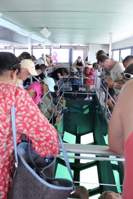 Miami to Key West Shuttle: Dolphin, Snorkeling & More - Snorkeling and Dolphin Watching