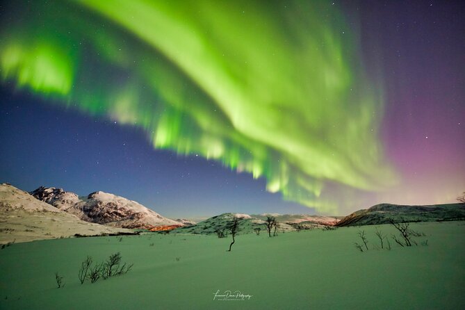 Minivan Northern Lights Excursion (8 Guests per Minivan) - Traveler Reviews