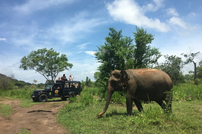 Minneriya National Park Halfday Safari - Cancellation Policy