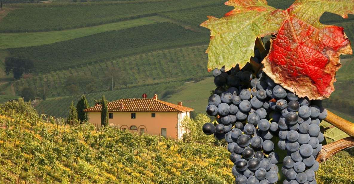 Montalcino Truffle and Wine Tasting Day Tour From Rome - Frequently Asked Questions