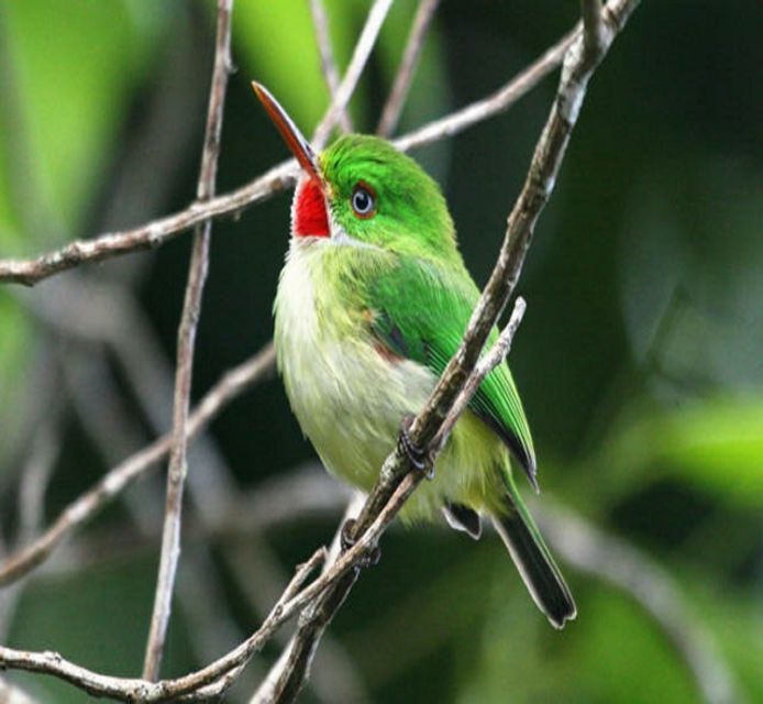 Montego Bay: Private Rocklands Bird Sanctuary Trip - Endemic and Migratory Birds