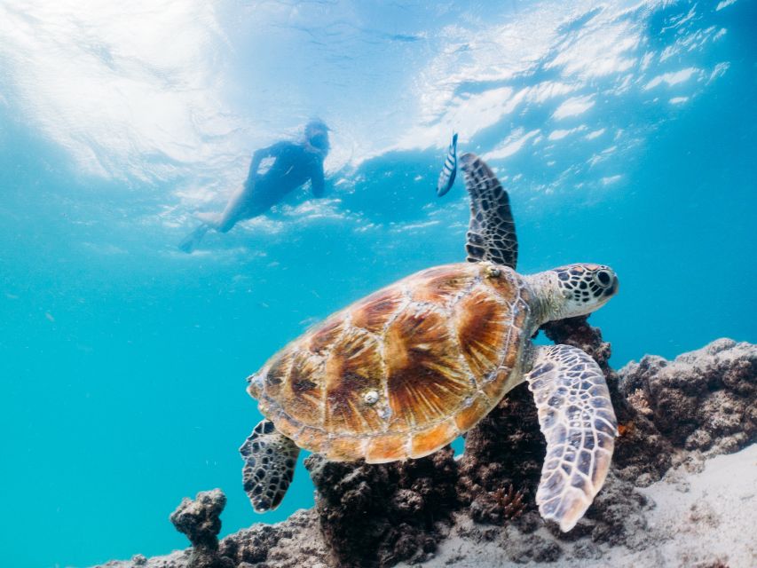 Moreton Island: Tangalooma Snorkelling With Dolphin Viewing - Inclusions and Experiences