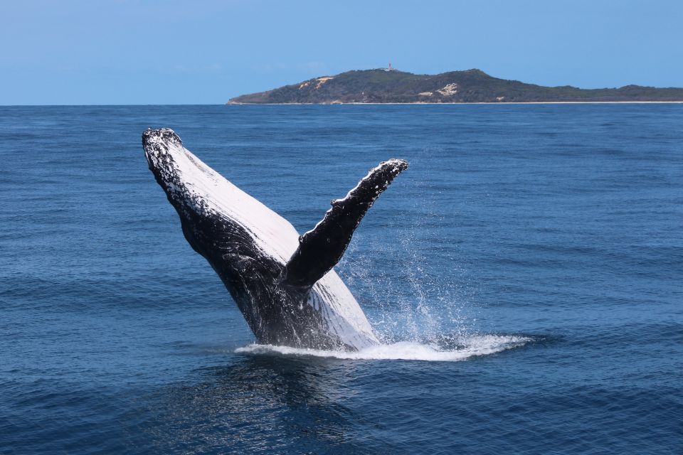 Moreton Island: Tangalooma Whale Watching & Dolphin Viewing - Dolphin Feeding Program at Sunset