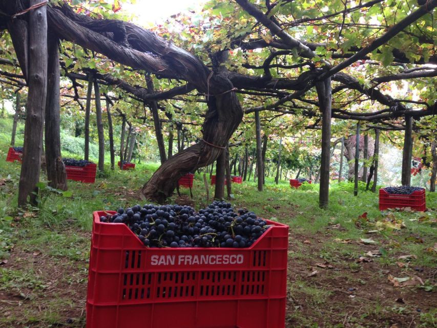 Mountains and Vineyards: the Secrets of the Coast in Calesse - Savoring the Amalfi Coasts DOC Wines