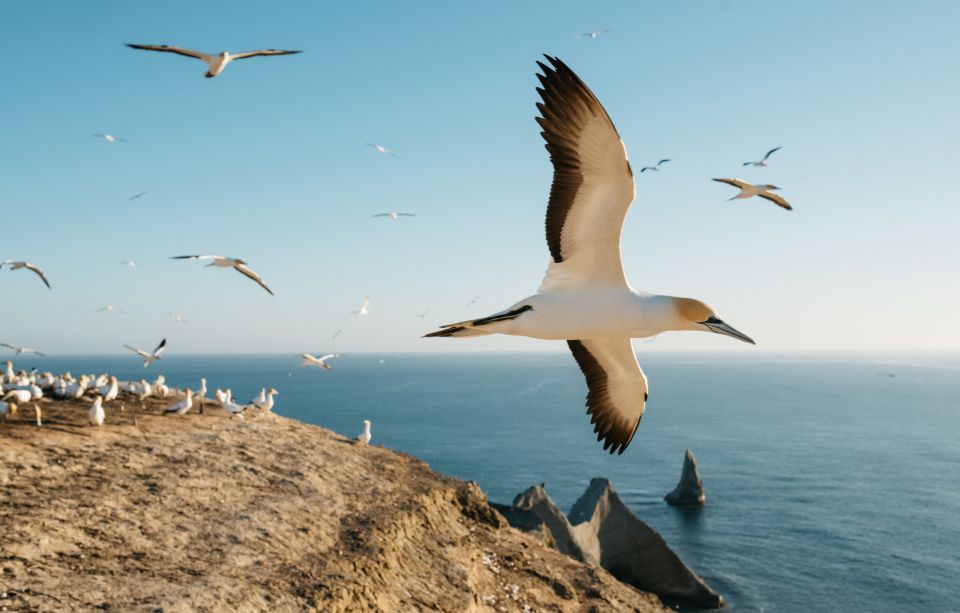 Napier: Cape Kidnappers Gannet, Nature & Sightseeing Tour - Important Information