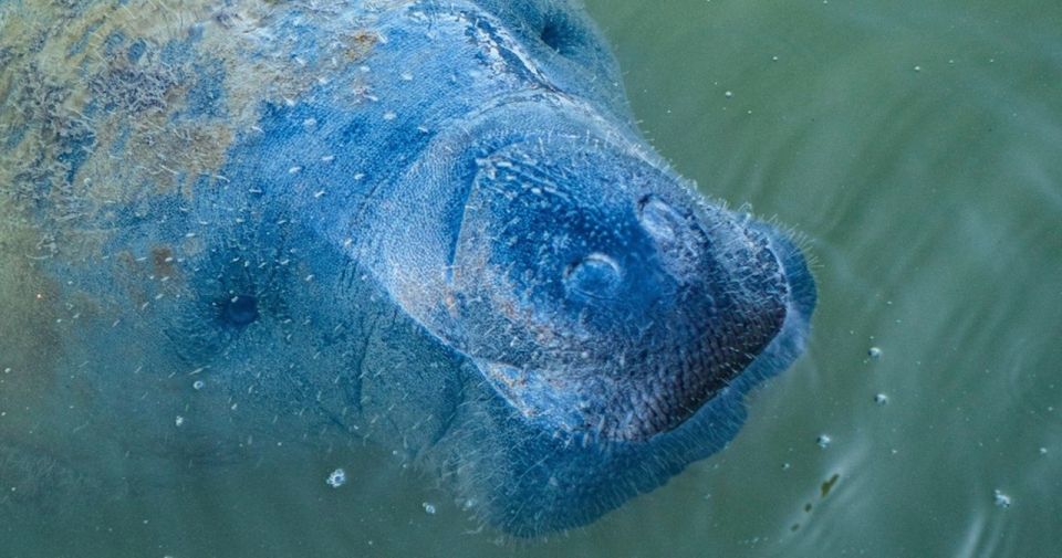 Naples, FL: Manatee, Dolphin, 10,000 Islands Sunset Cruise - Meeting Point and Important Information