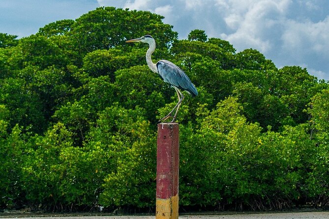 Negombo City Tour - Discovering Negombos Fishing Heritage