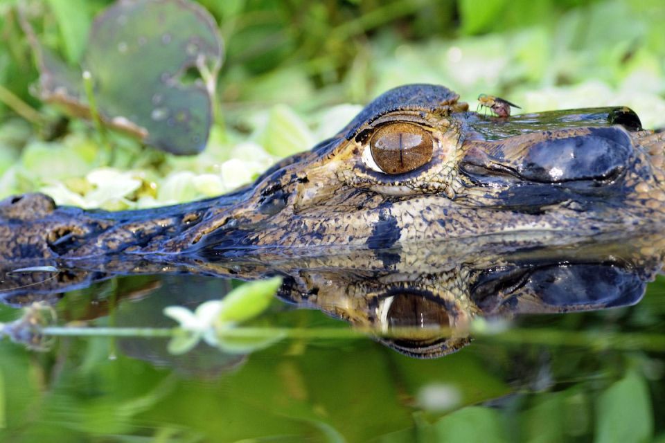 Neotropical Forest 2 Days - Nocturnal Boat Excursion