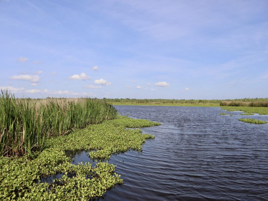 New Orleans: 16 Passenger Airboat Swamp Tour - Recap