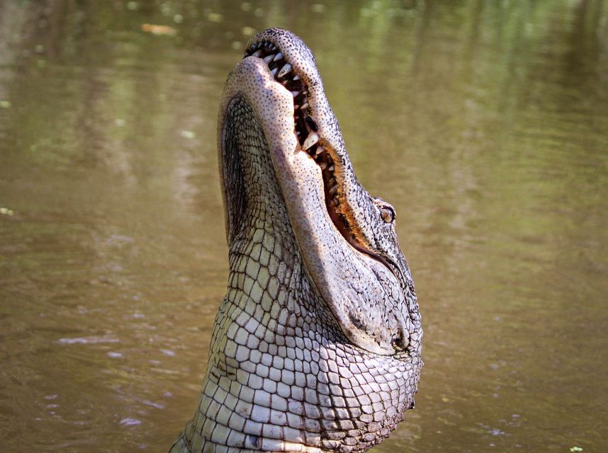 New Orleans: High Speed 9 Passenger Airboat Tour - Cajun Culture