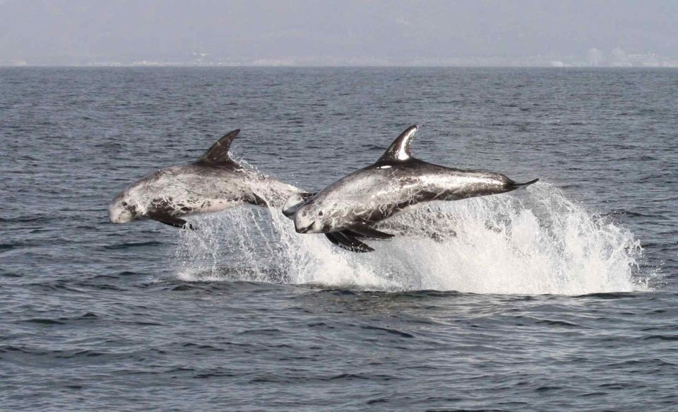 Newport Beach: Year-Round Whale Watching Cruise - Booking Options and Discounts