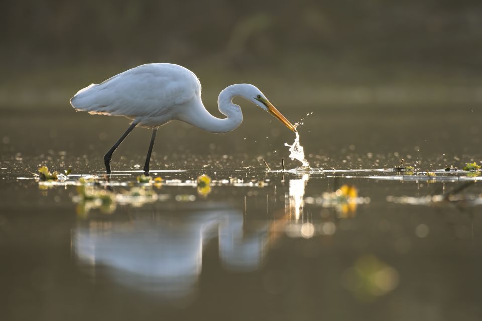 Noosa: Afternoon Cruise Through the Noosa Everglades - Highlights