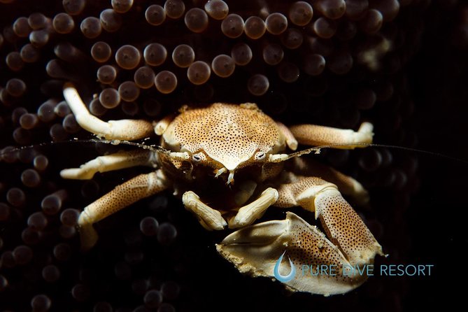 Nusa Penida Two Dives Trip for Certified Divers - Cancellation and Refund Policy
