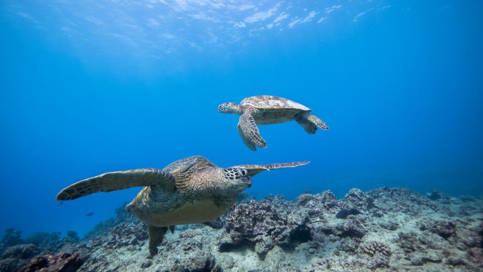 Oahu: Waikiki Discovery Scuba Diving for Beginners - Meeting Location and Parking