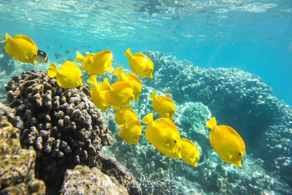 Oahu: Waikiki Glass Bottom Boat Sunset Cruise - Meeting Point