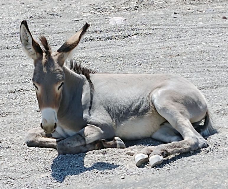 Oatman Mining Village: Burros/Route 66 Scenic Mountain Tour - Guided Tour of Route 66