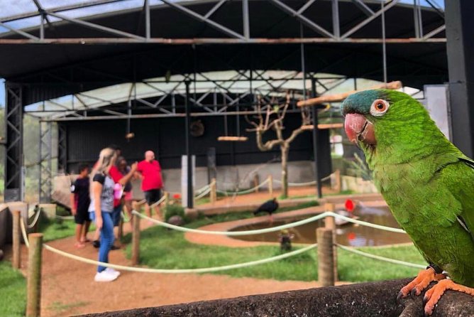 Official Ticket Zoo of the Birds - Poços De Caldas - Booking Information
