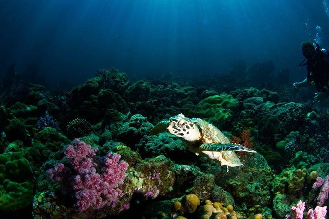 Open Water Diver Course - Reviews and Booking