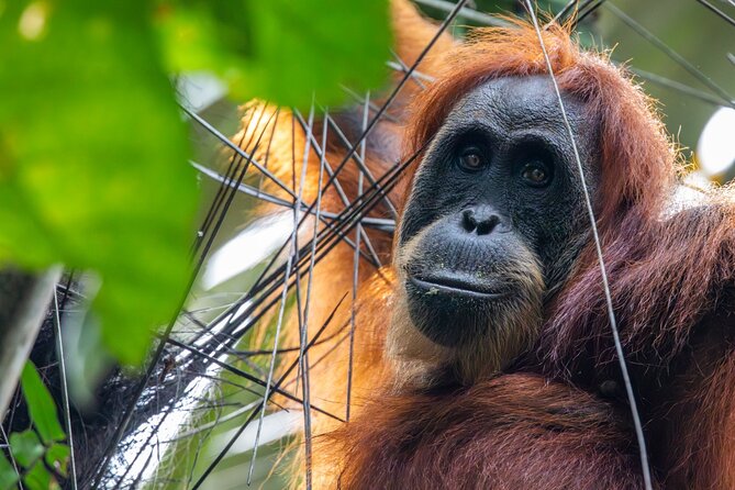 Orangutan Jungle Trek: 3 Day Adventure in Bukit Lawang, Sumatra - Transportation and Meeting Points