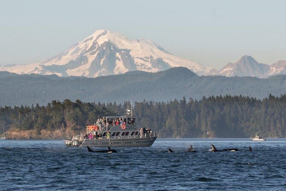 Orcas Island: Whale and Orca Guided Speedboat Tour - Onboard Naturalist Guide