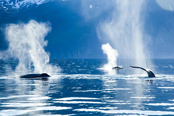 Original Carbon Neutral Whale Watching Tour From Húsavík - Whale Watching Experience