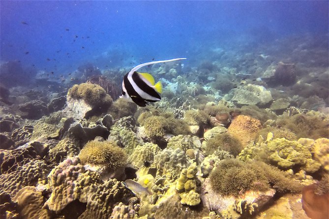 PADI Discover Scuba Dive Experience - Exploring the Marine Environment