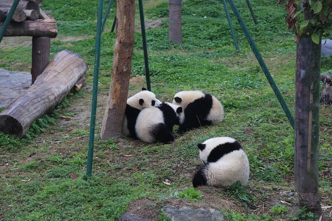 Panda Tour Chengdu Base Dujingyan Center Option Panda Volunteer - Pickup and Drop-off Locations