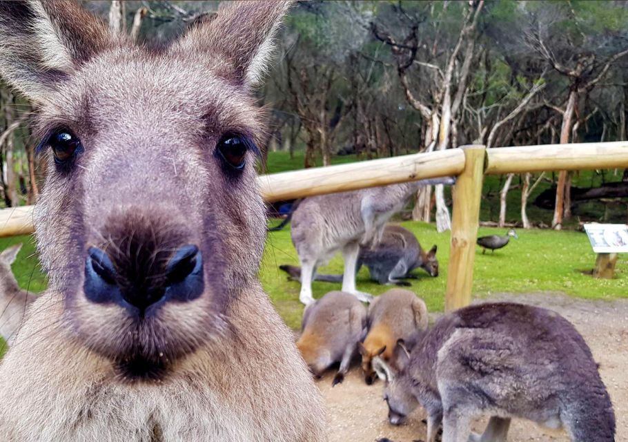 Pearcedale: Moonlit Sanctuary Conservation Park Entry Ticket - Visitor Information