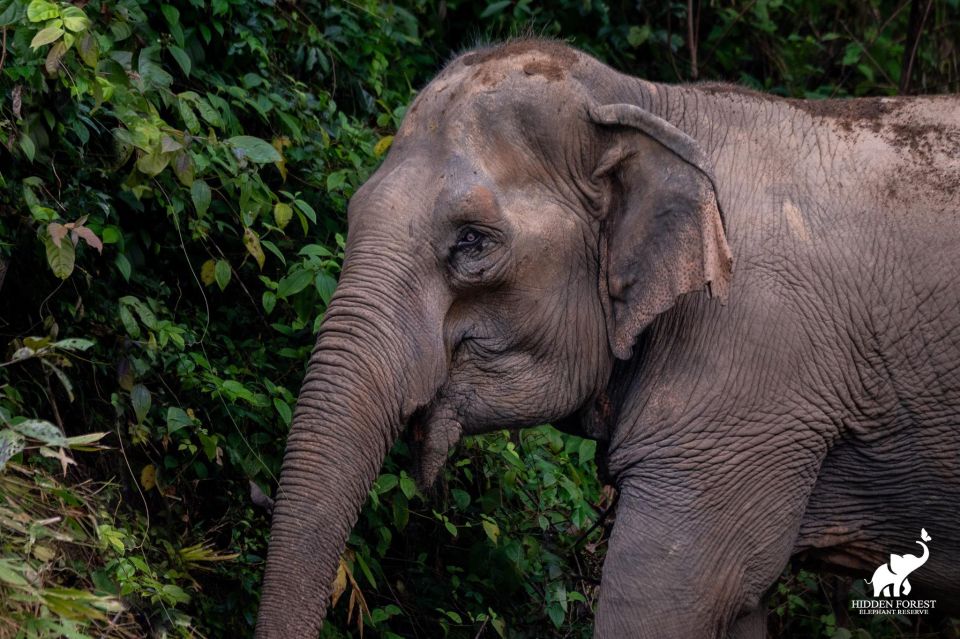 Phuket: Hidden Forest Elephant Reserve With Meal & Transfer - Scenic Forest Walking Trail