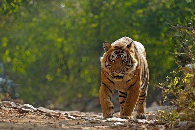 Private 6-Day Ranthambhore Tiger Tour Including Delhi, Agra and Jaipur - Important Considerations