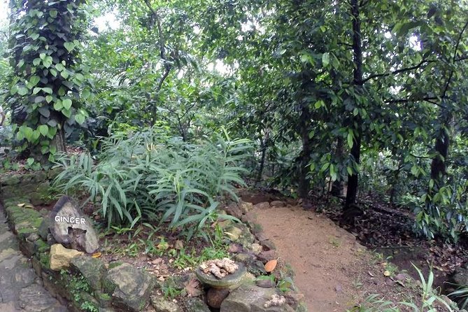 Private Dambulla Sigiriya Tour From Kandy With Lunch - Important Notes