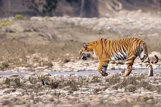 Private Safari Excursion to Panna National Park From Khajuraho - Booking Policies and Cancellation