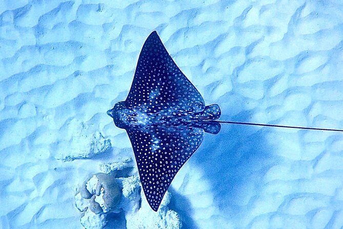 Private Snorkeling Tour Bonaire - Booking Process and Communication