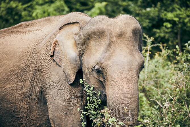 Private Tour: Udawalawe National Park Safari - Meeting Points